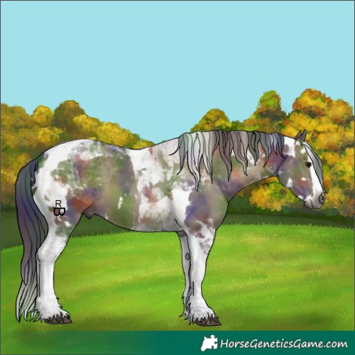 Horse Color:Gray Nacre White Spotted Brown Dun Splash Tobiano 