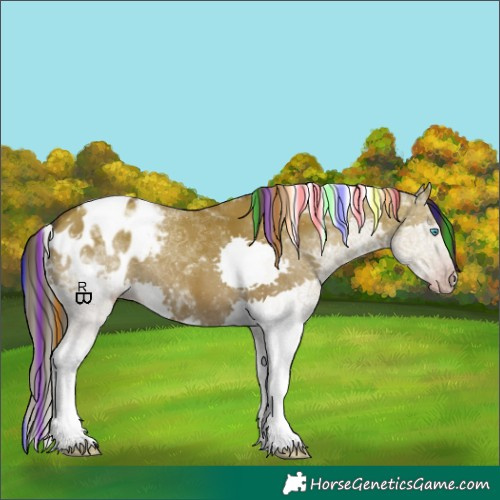 Horse Color:Gray Painted Classic Champagne Dun Splash Tobiano Appaloosa