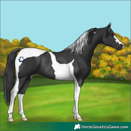 Horse Color:Black Tobiano Rabicano 