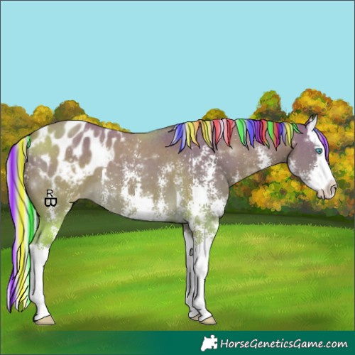 Horse Color:Painted Palomino Sabino Splash Appaloosa
