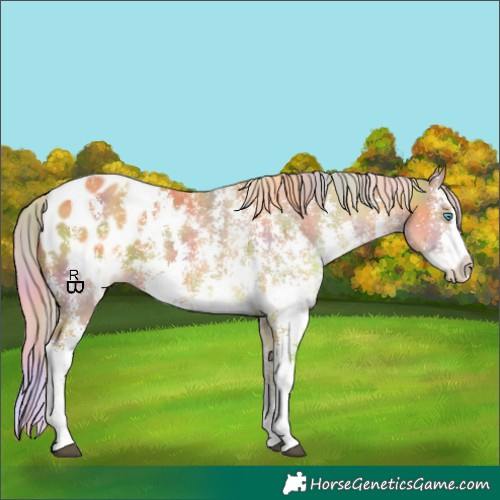 Horse Color:Nacre Palomino Sabino Splash Appaloosa