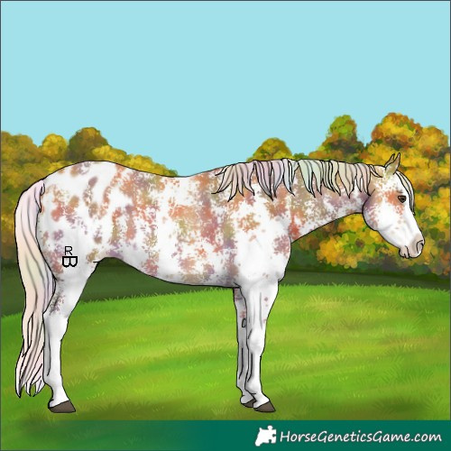 Horse Color:Nacre Palomino Sabino Splash Appaloosa