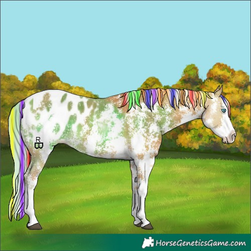 Horse Color:Painted Palomino Sabino Splash Appaloosa