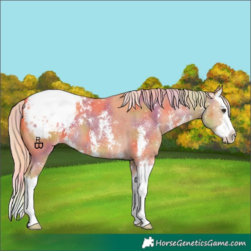 Horse Color:Nacre Palomino Sabino Splash Appaloosa 