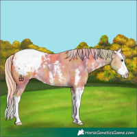 Horse Color:Nacre Palomino Sabino Splash Snowcap