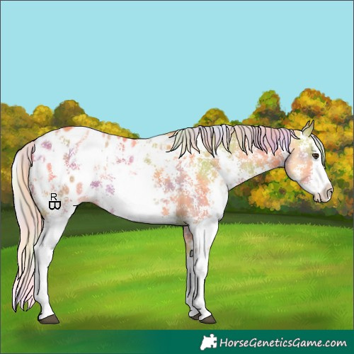 Horse Color:Nacre Palomino Sabino Splash Appaloosa