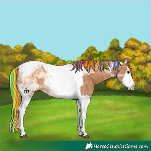 Horse Color:Painted Chestnut Sabino Splash Tobiano Appaloosa 