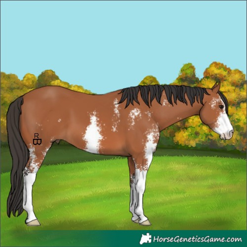 Horse Color:Bay Sabino 