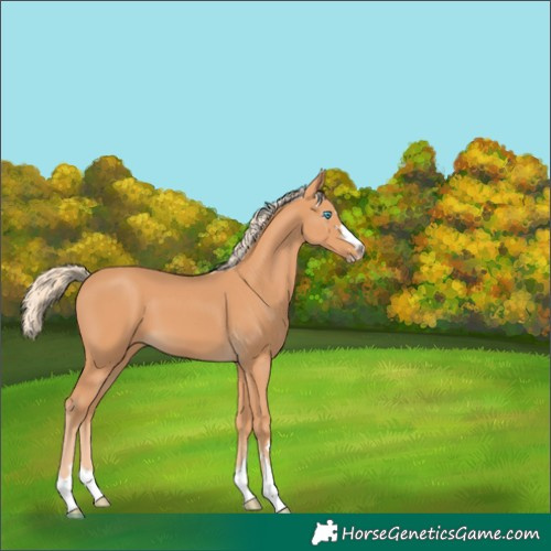 Horse Color:Gray Cremello 