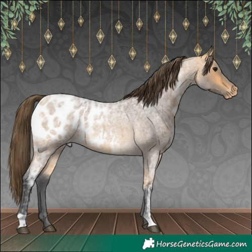 Horse Color:Buckskin Ice Roan Appaloosa 