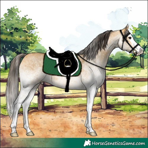 Horse Color:White Spotted Buckskin Splash 