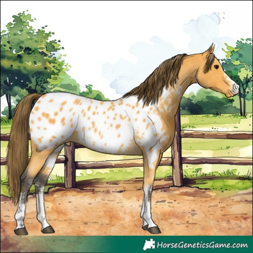 Horse Color:Buckskin Sabino Near Leopard 