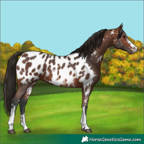 Horse Color:Gray Bay Sabino Appaloosa 