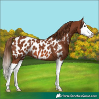 Horse Color:Chestnut Splash Appaloosa 