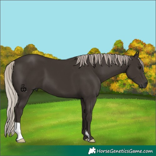Horse Color:Gray Silver Black