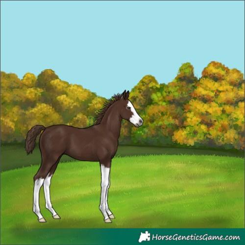 Horse Color:Gray Chestnut Splash 
