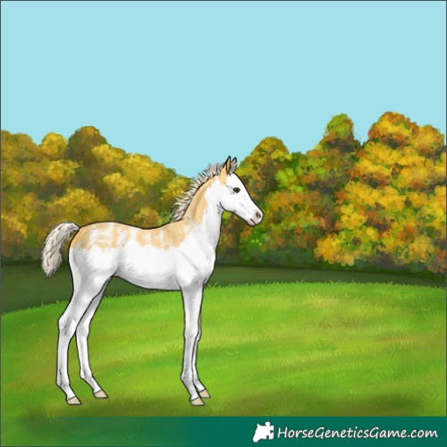 Horse Color:Palomino Sabino Splash 