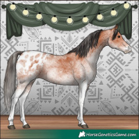 Horse Color:White Spotted Bay Blanket Rabicano 