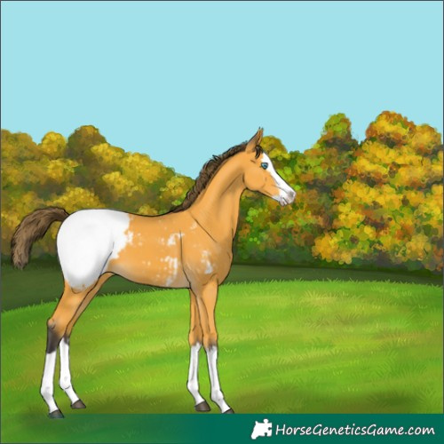 Horse Color:Buckskin Splash Appaloosa 