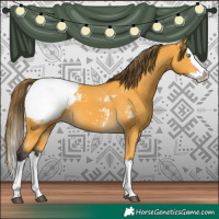 Horse Color:Buckskin Splash Snowcap