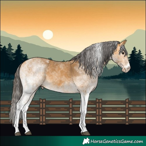 Horse Color:White Spotted Buckskin Rabicano 