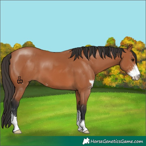 Horse Color:Bay Sabino