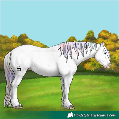 Horse Color:Nacre Liver Chestnut Sabino Splash Appaloosa 