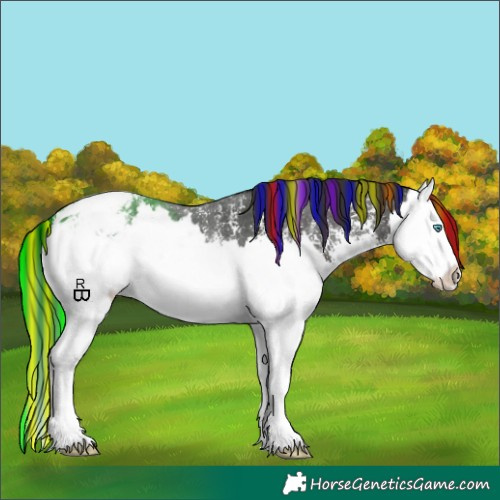 Horse Color:Painted Liver Chestnut Sabino Splash Appaloosa