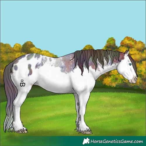 Horse Color:Nacre Liver Chestnut Sabino Splash Appaloosa 