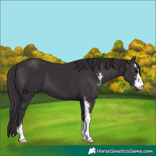 Horse Color:Smoky Black Sabino 