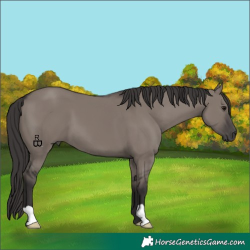 Horse Color:Smoky Grullo