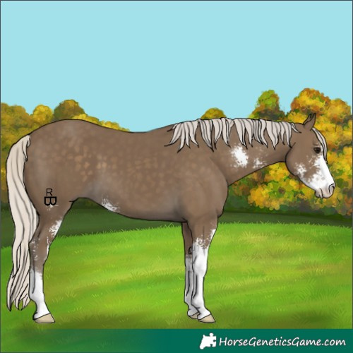 Horse Color:Silver Smoky Black Sabino 