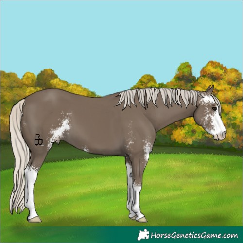 Horse Color:Silver Smoky Black Sabino