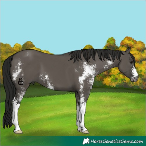 Horse Color:Gray Smoky Grullo Sabino