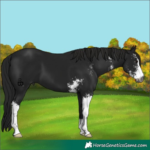 Horse Color:Gray Black Sabino