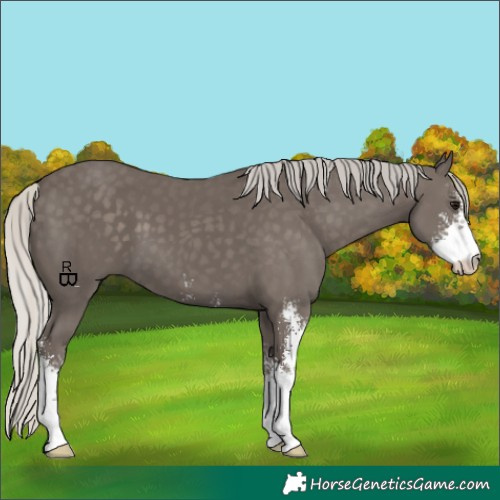Horse Color:Silver Smoky Black Sabino