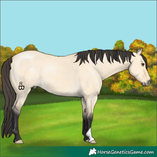 Horse Color:Buckskin Dun 