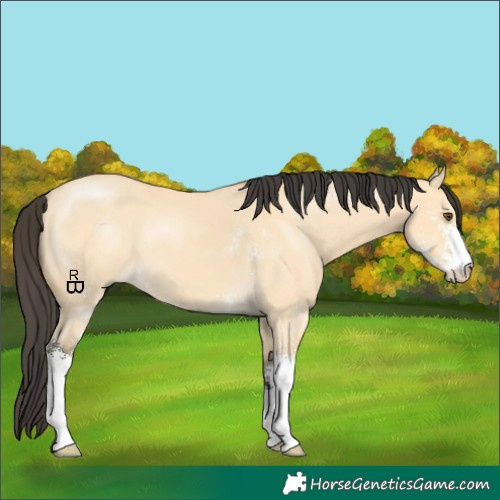 Horse Color:Buckskin Dun Sabino