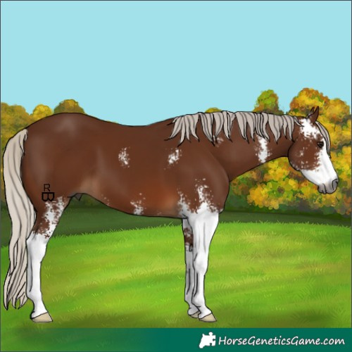 Horse Color:Gray Silver Bay Sabino