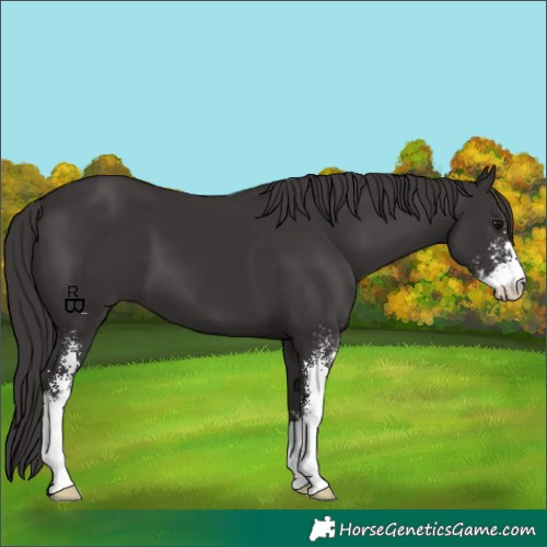 Horse Color:Smoky Black Sabino
