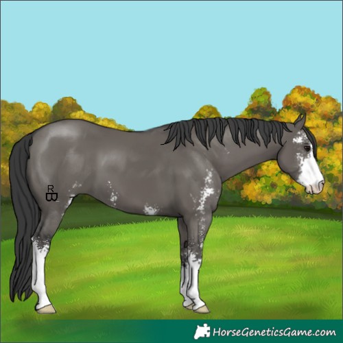 Horse Color:Grullo Sabino 