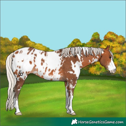 Horse Color:White Spotted Silver Bay Sabino Appaloosa 