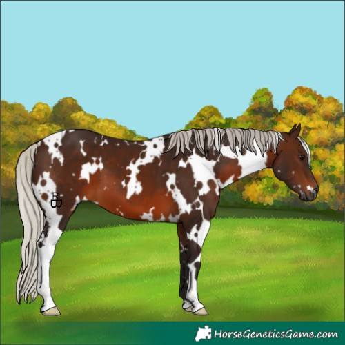 Horse Color:Gray White Spotted Silver Bay 