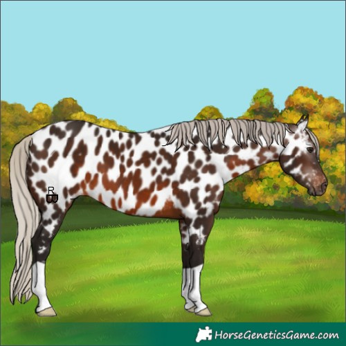 Horse Color:Gray Silver Bay Appaloosa