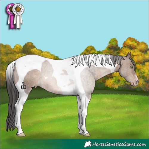 Horse Color:Gray Sable Champagne Tobiano Appaloosa Rabicano
