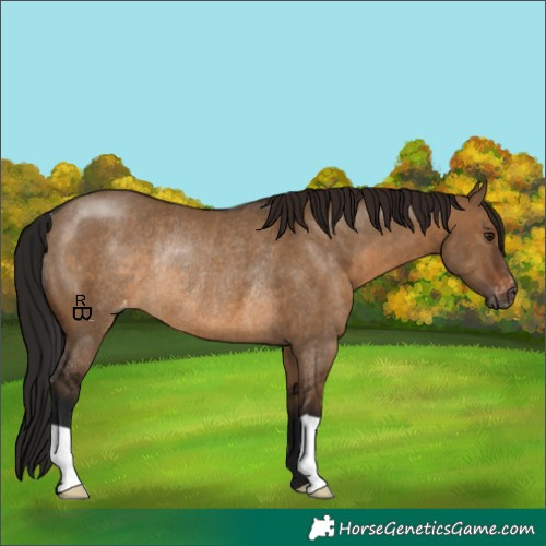 Horse Color:Gray Brown Dun Appaloosa Rabicano