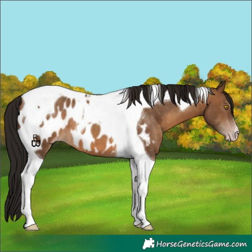 Horse Color:Gray Amber Champagne Tobiano Appaloosa