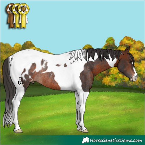 Horse Color:Brown Tobiano Appaloosa Rabicano