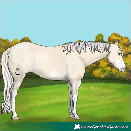 Horse Color:Silver Buckskin Dun Sabino