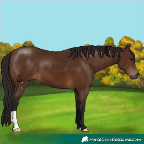 Horse Color:Gray Bay